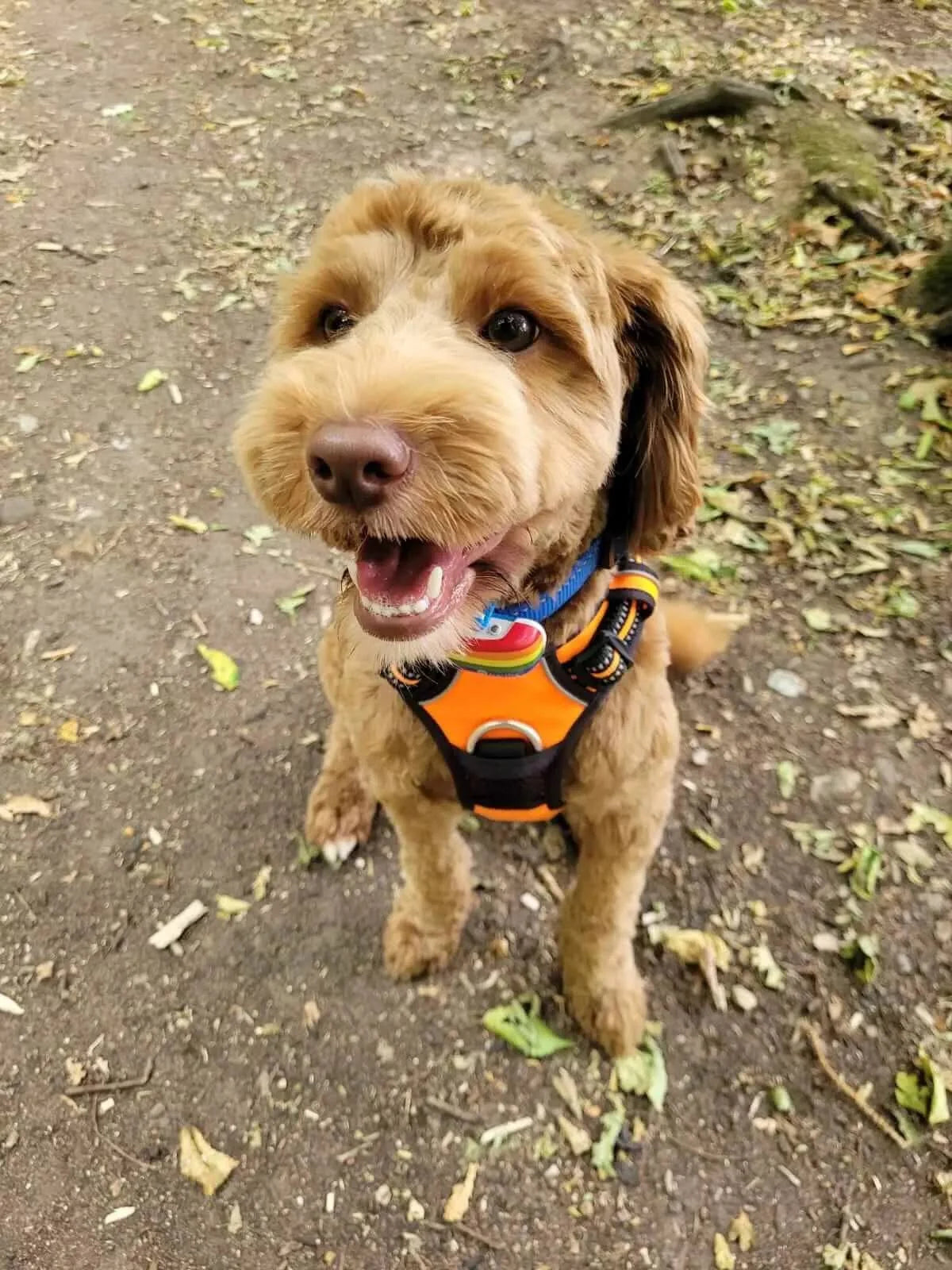 Arnés Ergonómico Anti Tirones Naranjo Classic